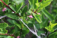 Bridgesia incisifolia