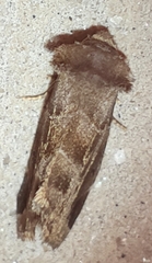 Plagiomimicus pityochromus