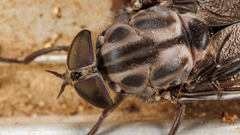 Tabanus trimaculatus