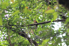 Malacoptila mystacalis