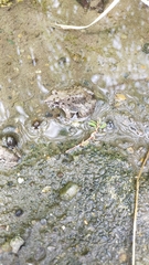 Fejervarya kawamurai