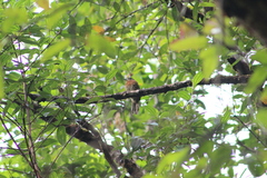 Malacoptila mystacalis