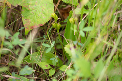 Liparis loeselii