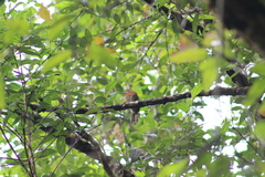 Malacoptila mystacalis