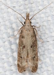 Dichomeris inversella