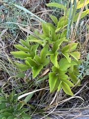 Angelica lucida