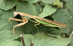Tenodera