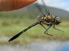 Cordulia shurtleffii