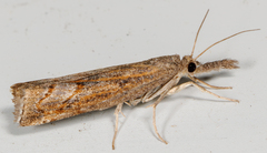 Neodactria luteolellus