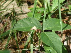 Rivula propinqualis
