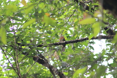 Malacoptila mystacalis