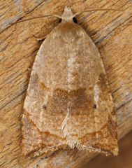 Coelostathma discopunctana