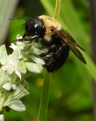 Xylocopa virginica