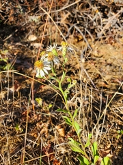 Eurybia radulina