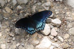 Limenitis arthemis astyanax