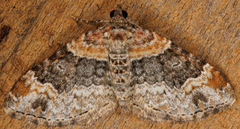 Xanthorhoe ferrugata