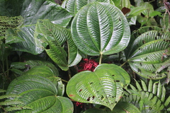 Miconia platyphylla