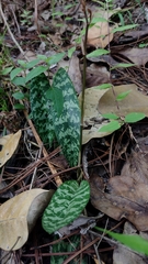 Eulophia maculata