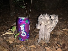 Monotropa uniflora