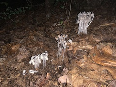 Monotropa uniflora