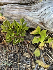 Angelica lucida