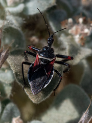 Apiomerus californicus