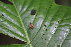 Paratriarius tropicus