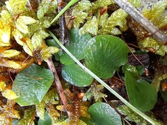 Pterostylis pedunculata