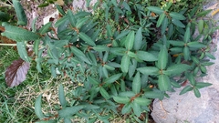 Aristeguietia glutinosa