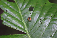 Paratriarius tropicus