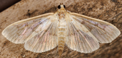 Herpetogramma theseusalis