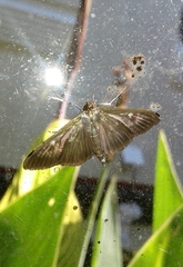 Cydalima perspectalis