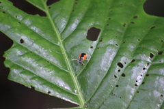 Paratriarius tropicus
