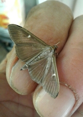 Cydalima perspectalis