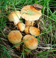 Cortinarius triumphans