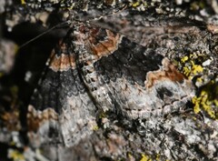 Xanthorhoe ferrugata