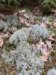 Cladonia rangiferina