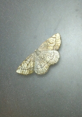 Stegania trimaculata