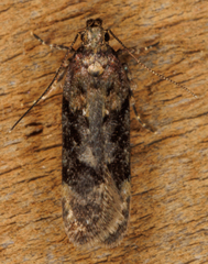 Chionodes mediofuscella