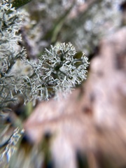 Cladonia rangiferina