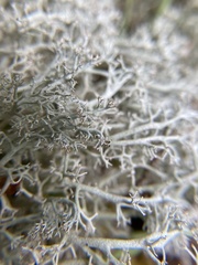 Cladonia rangiferina