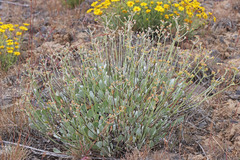 Eriogonum strictum