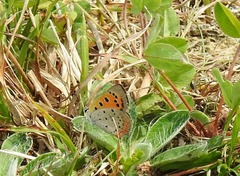 Lycaena phlaeas