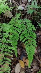 Adiantum concinnum