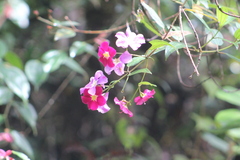 Andesanthus lepidotus