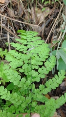 Adiantum concinnum
