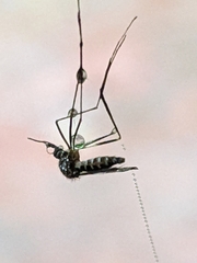 Aedes vexans