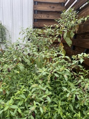 Phytolacca americana