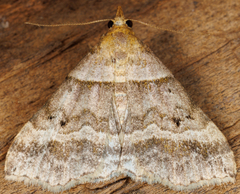 Phalaenophana pyramusalis