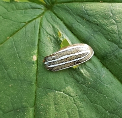 Polyphylla decemlineata